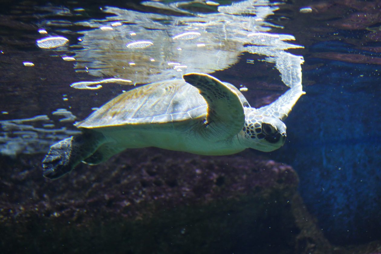 CretAquarium Thalassokosmos in Heraklion, Crete 🐟 AllinCrete Travel ...