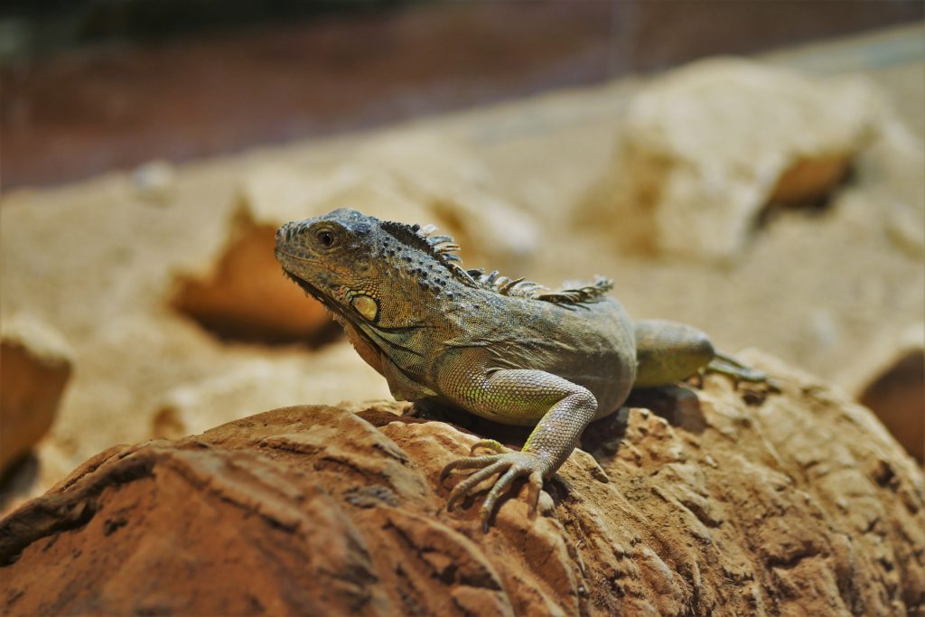 Natural History Museum Heraklion Crete