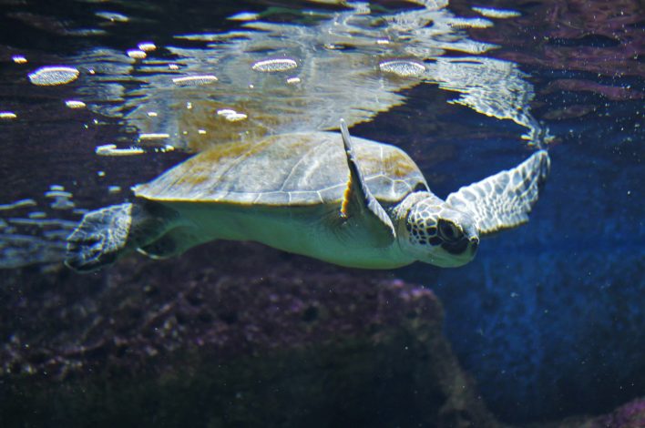 CretAquarium Thalassokosmos in Heraklion, Crete 🐟 AllinCrete Travel ...