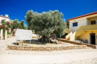 Ancient Olive Tree Vouves Museum Chania Crete - Copyright 2022 Allincrete.com