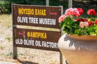 Ancient Olive Tree Vouves Museum Chania Crete - Copyright 2022 Allincrete.com