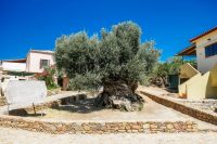 Ancient Olive Tree Vouves Museum Chania Crete - Copyright 2022 Allincrete.com