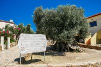 Ancient Olive Tree Vouves Museum Chania Crete - Copyright 2022 Allincrete.com