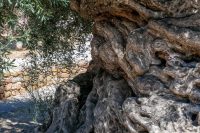 Ancient Olive Tree Vouves Museum Chania Crete - Copyright 2022 Allincrete.com