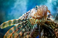 CretAquarium Thalassokosmos θαλασσοκοσμος Gouves Heraklioni Crete - Copyright Allincrete.com