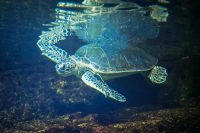 CretAquarium Thalassokosmos θαλασσοκοσμος Gouves Heraklioni Crete - Copyright Allincrete.com